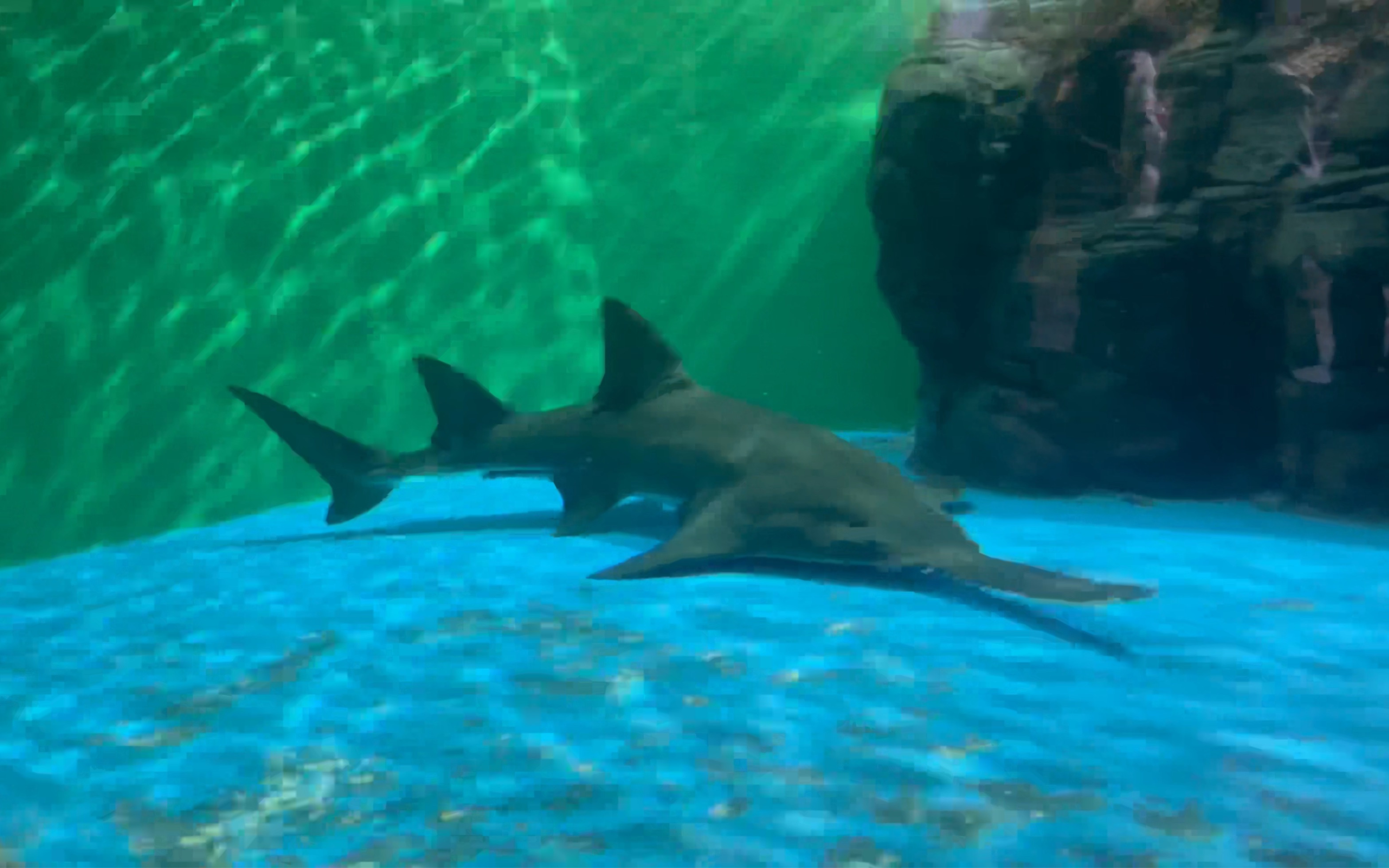 壁紙 海底 海底世界 海洋館 水族館 3134_1960