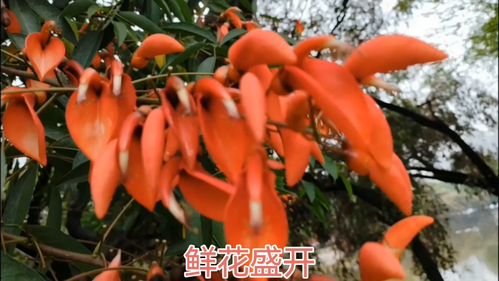 鲜花盛开百花齐放花团锦簇鲜艳夺目哔哩哔哩bilibili