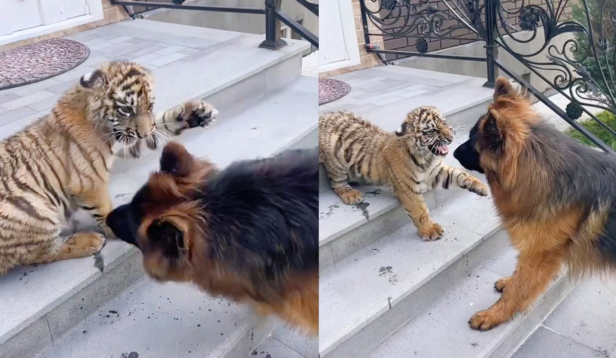 小老虎:看见我这沙包大的喵喵拳了吗?