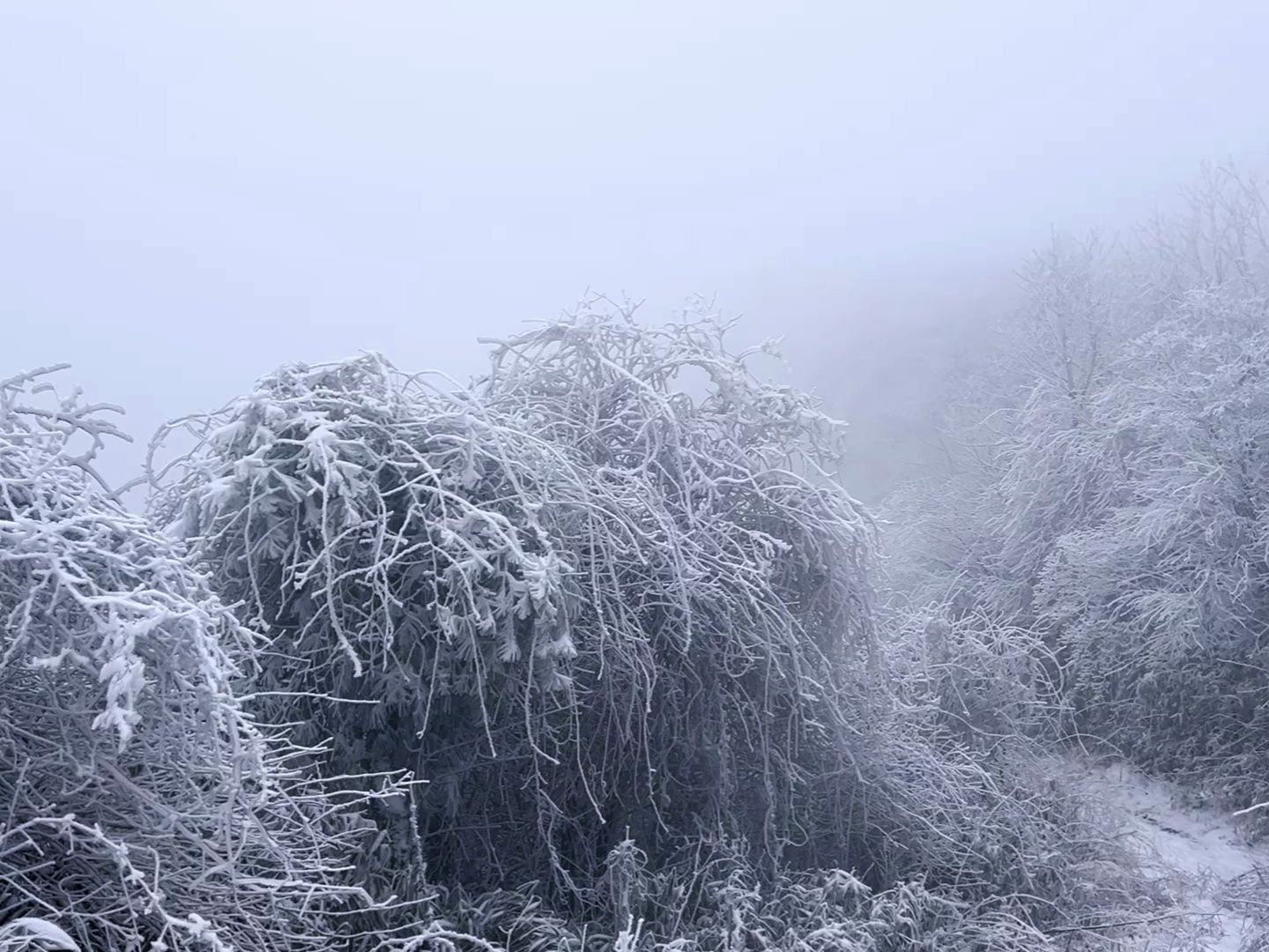 #湖北文旅喊你看雪啦 这真的是在湖北!真的高冷!这里是#巴东#绿葱坡#雾凇#给湖北文旅上大分哔哩哔哩bilibili