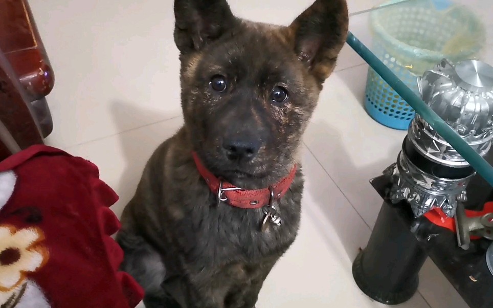 花斑小土狗饭前小零食_哔哩哔哩 (゜-゜)つロ 干杯~-bilibili