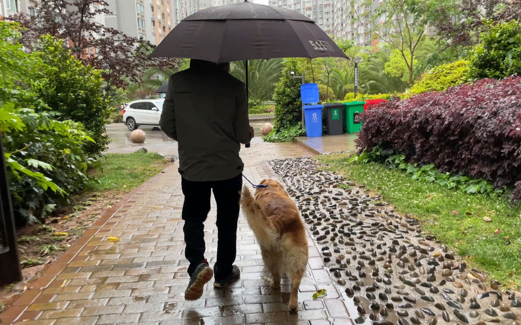 下雨天遛狗真难,尤其是回家后,说起来都是泪!