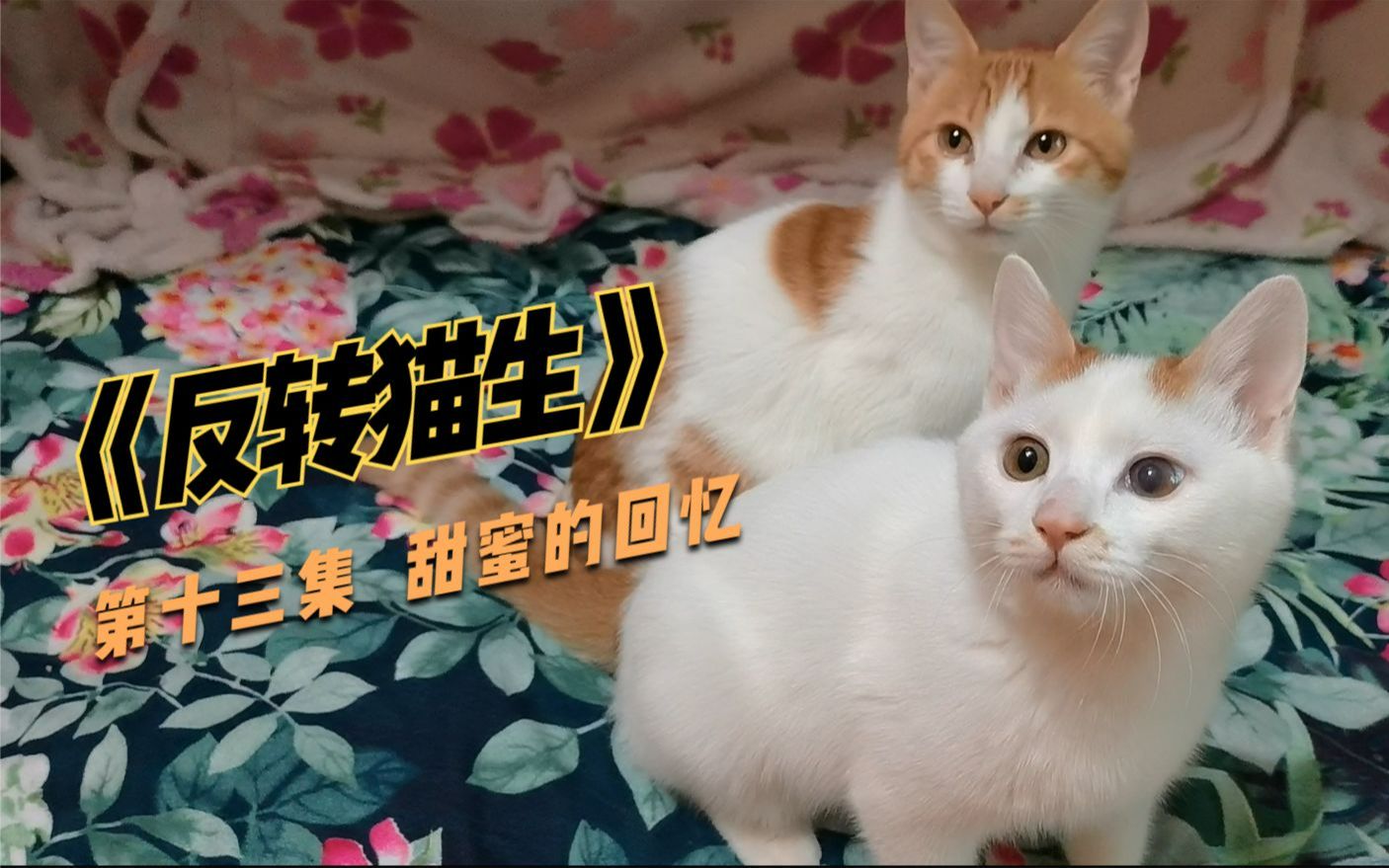 [图]《反转猫生》13 宠物乐园剧场萌宠流浪猫张一南甜蜜的回忆 #萌宠成长记#萌宠探星官#吸猫#流浪猫#动物图鉴