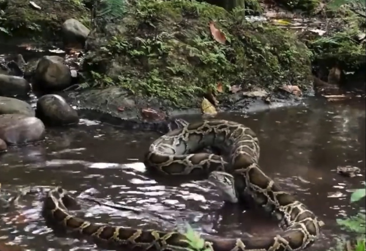 缅甸蟒吃鳄鱼图片