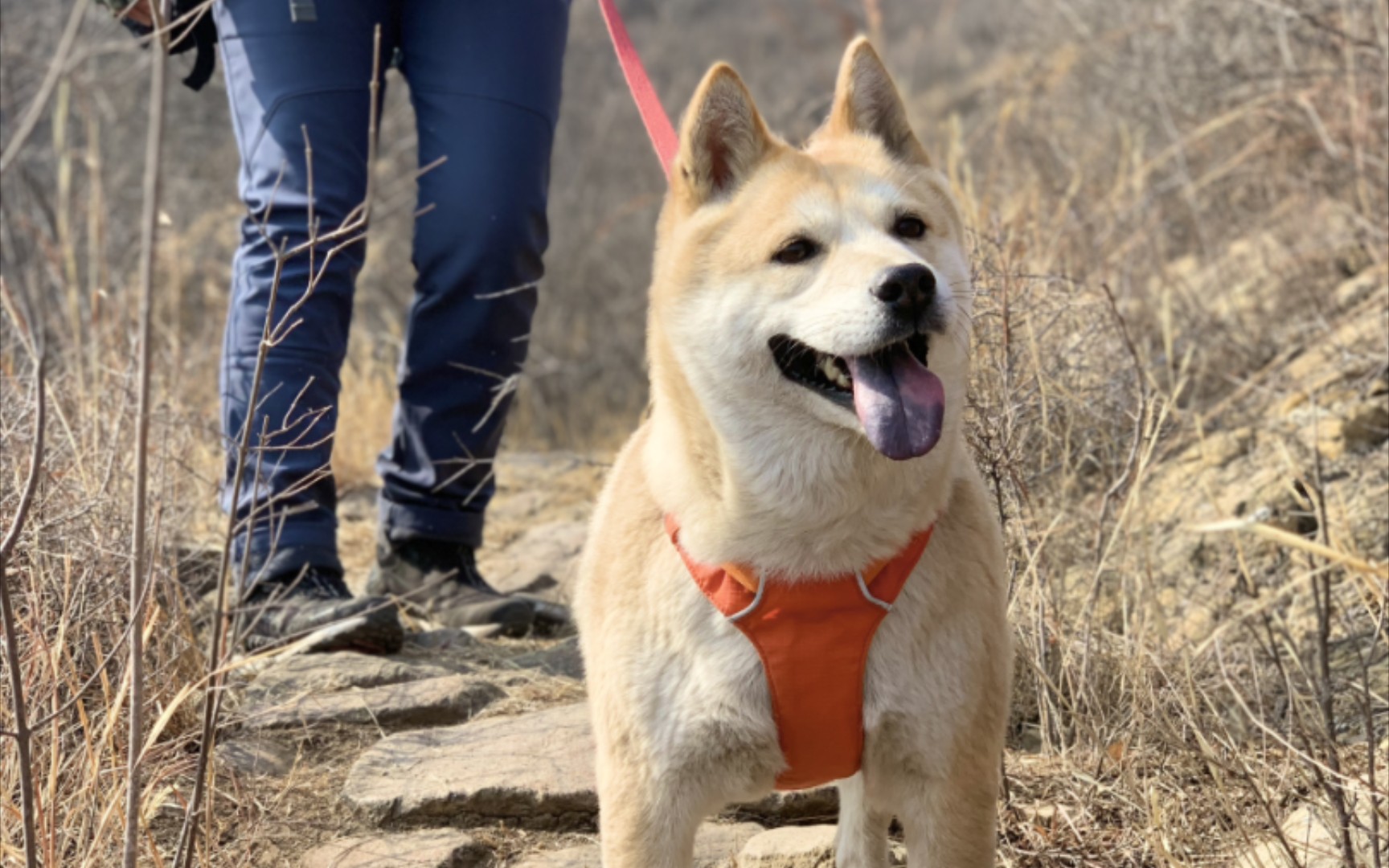 黄耳犬图片