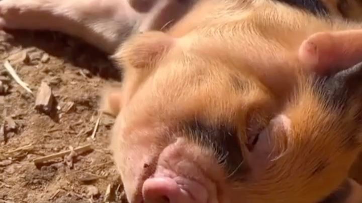 哼唧哼唧昆昆猪