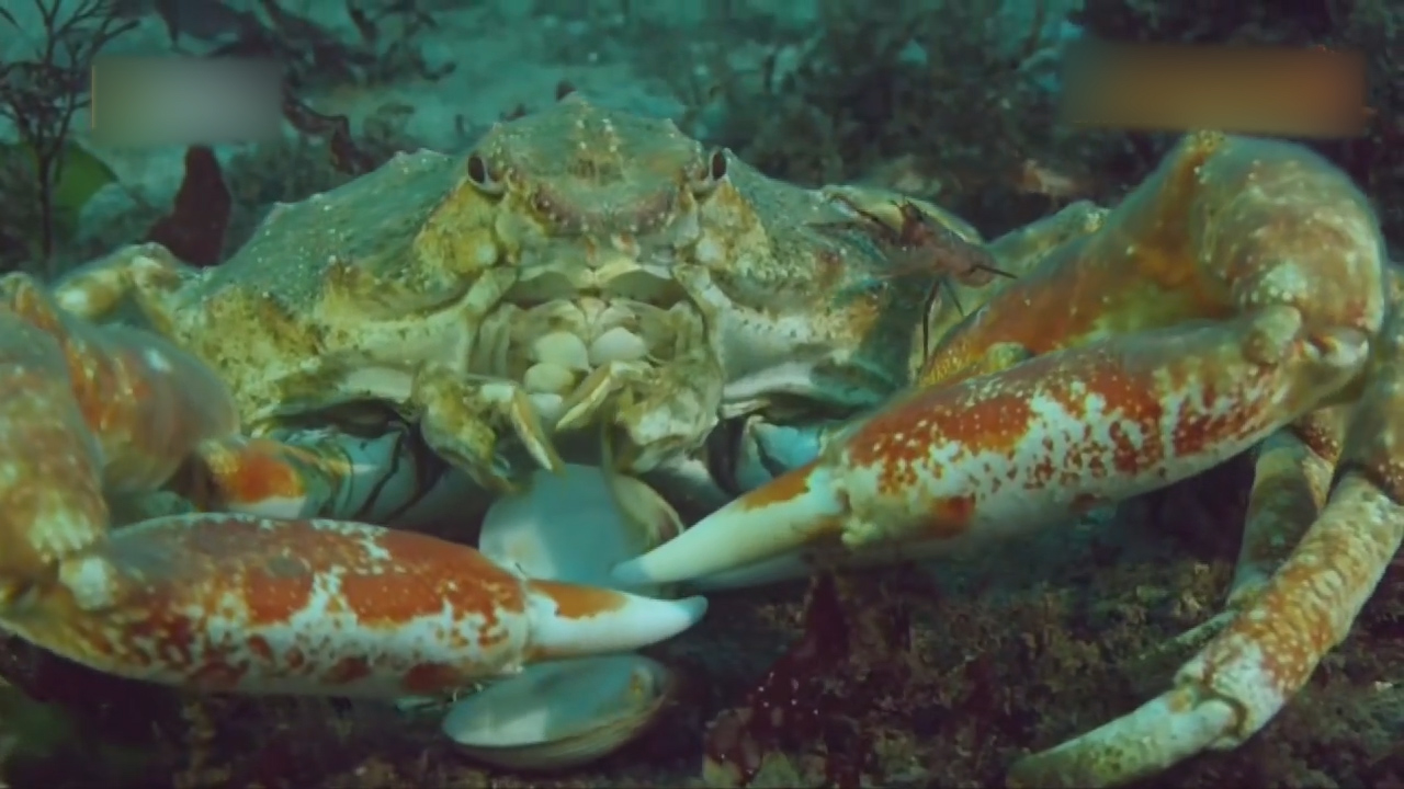 几千只巨型蜘蛛蟹堆成多个螃蟹金字塔的神秘仪式