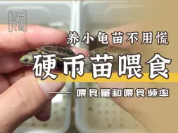 Descargar video: 硬币小龟苗怎么喂食 每次喂多少 一天喂几顿