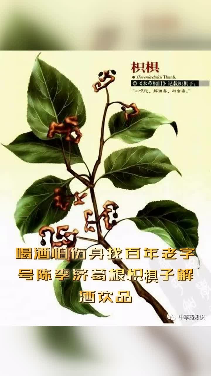 喝酒怕伤身找百年老字号陈李济葛根枳椇子解酒饮品,天然草本精华守护