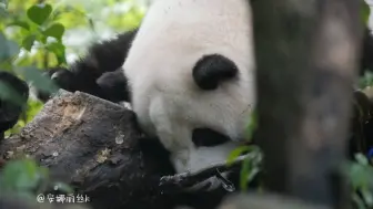 Download Video: 9.10 花花今天玩累了太困了，奶爸、谭爷爷轮流进院子接，终于把宝叽花哄回家啦！