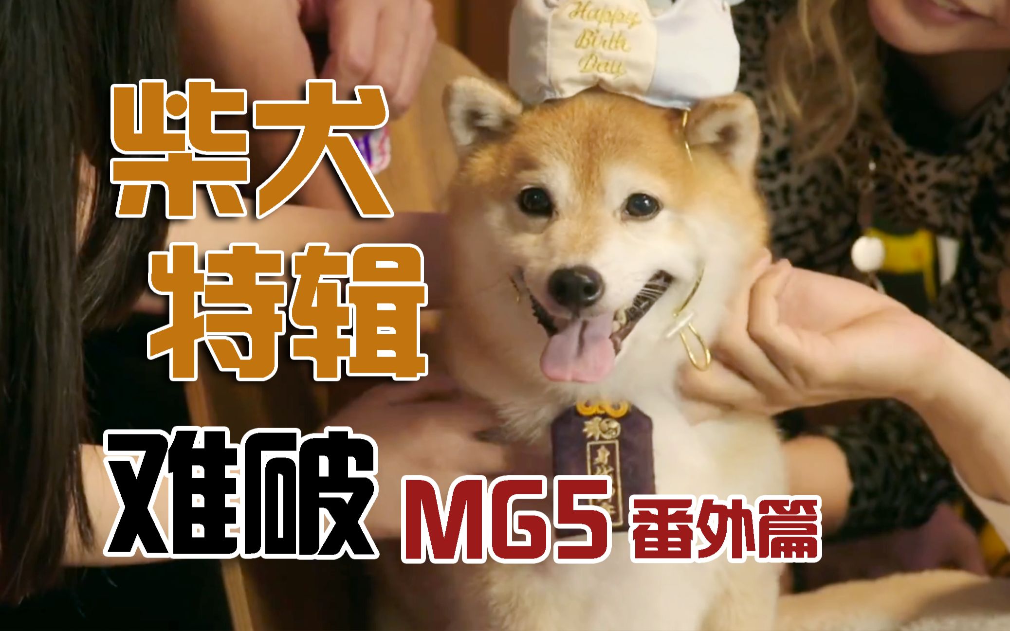 [图]《难破MG5》番外篇柴犬特辑，进来吸狗！