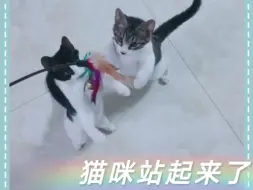 Download Video: 逗猫棒的魔力