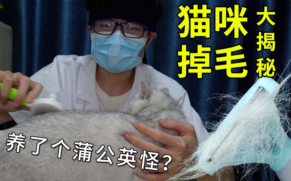 【猫知识】猫咪掉毛大揭秘!如何缓解掉毛问题 业内小伙给你建议 新手养猫必看 摆脱掉毛烦恼 英短美短田园猫布偶猫哔哩哔哩bilibili