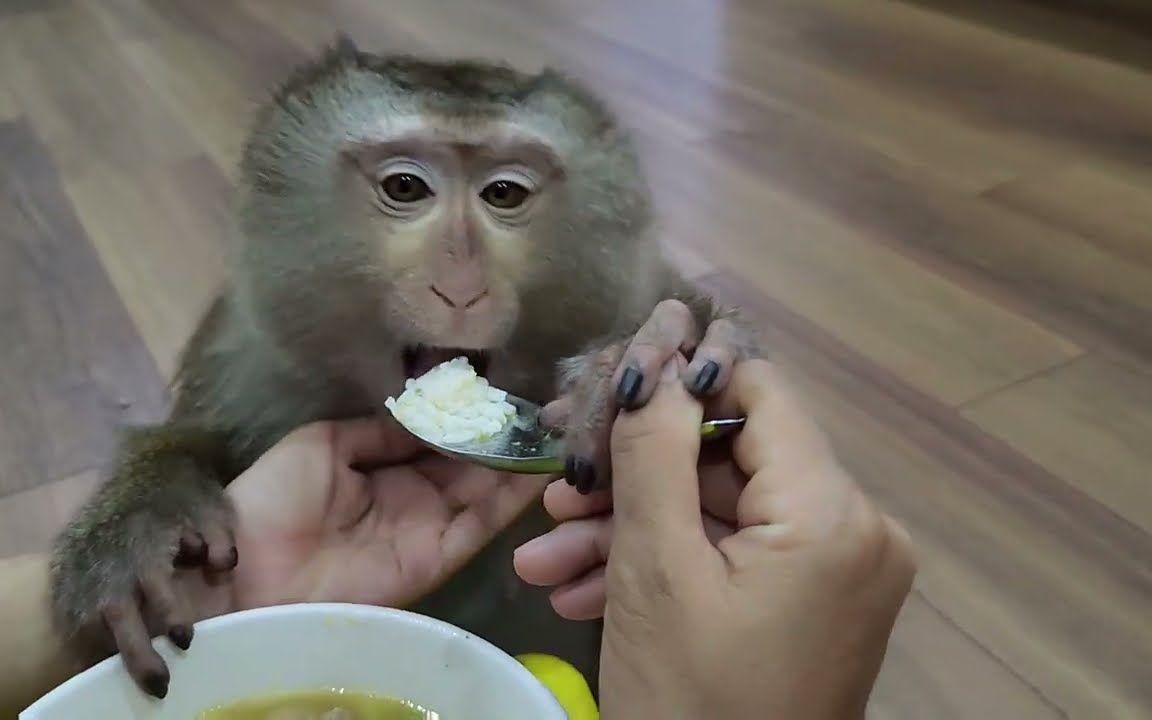 小猴子居然会自己拿勺子吃饭