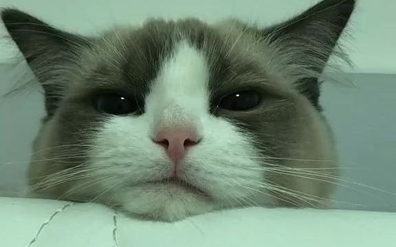 【暹罗猫】你撇嘴是啥意思?啊?