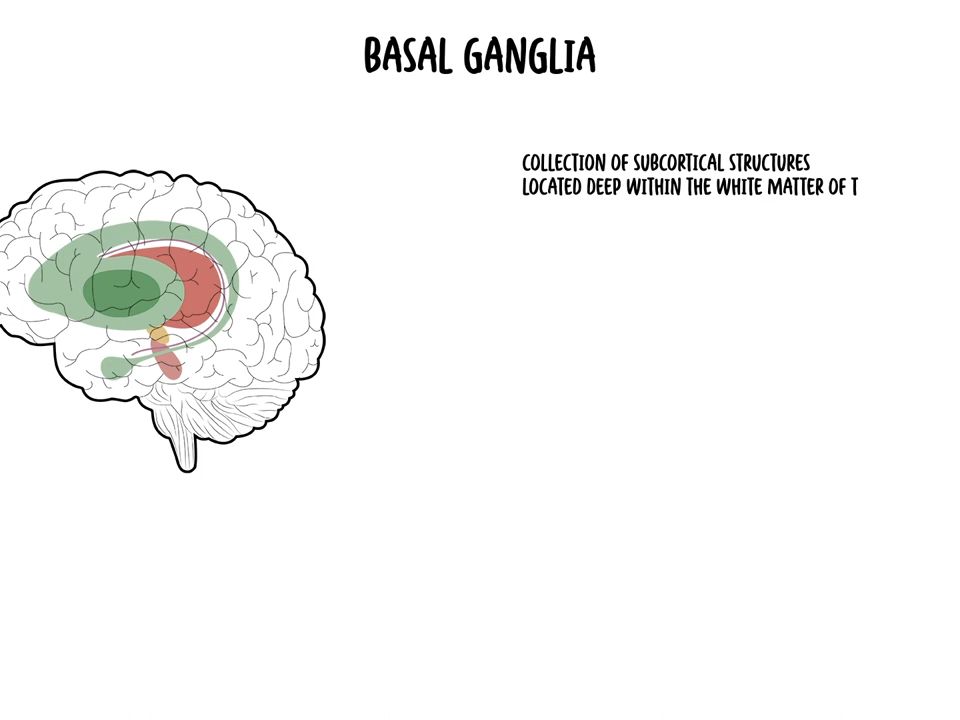 基底神經節解剖the basal ganglia clinical anatomy