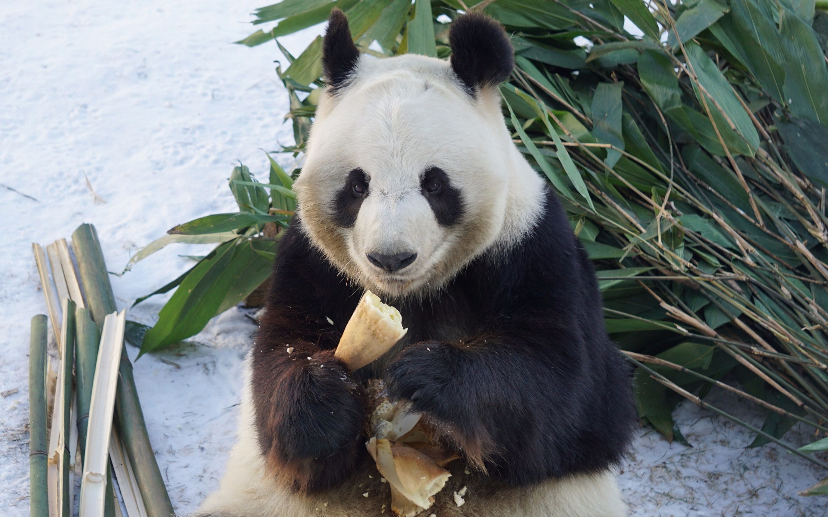 吃笋笋的大花猫阿灵