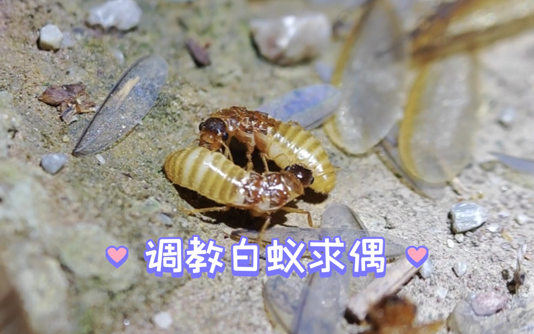 调教白蚁求偶,探索它们的未知行为哔哩哔哩bilibili