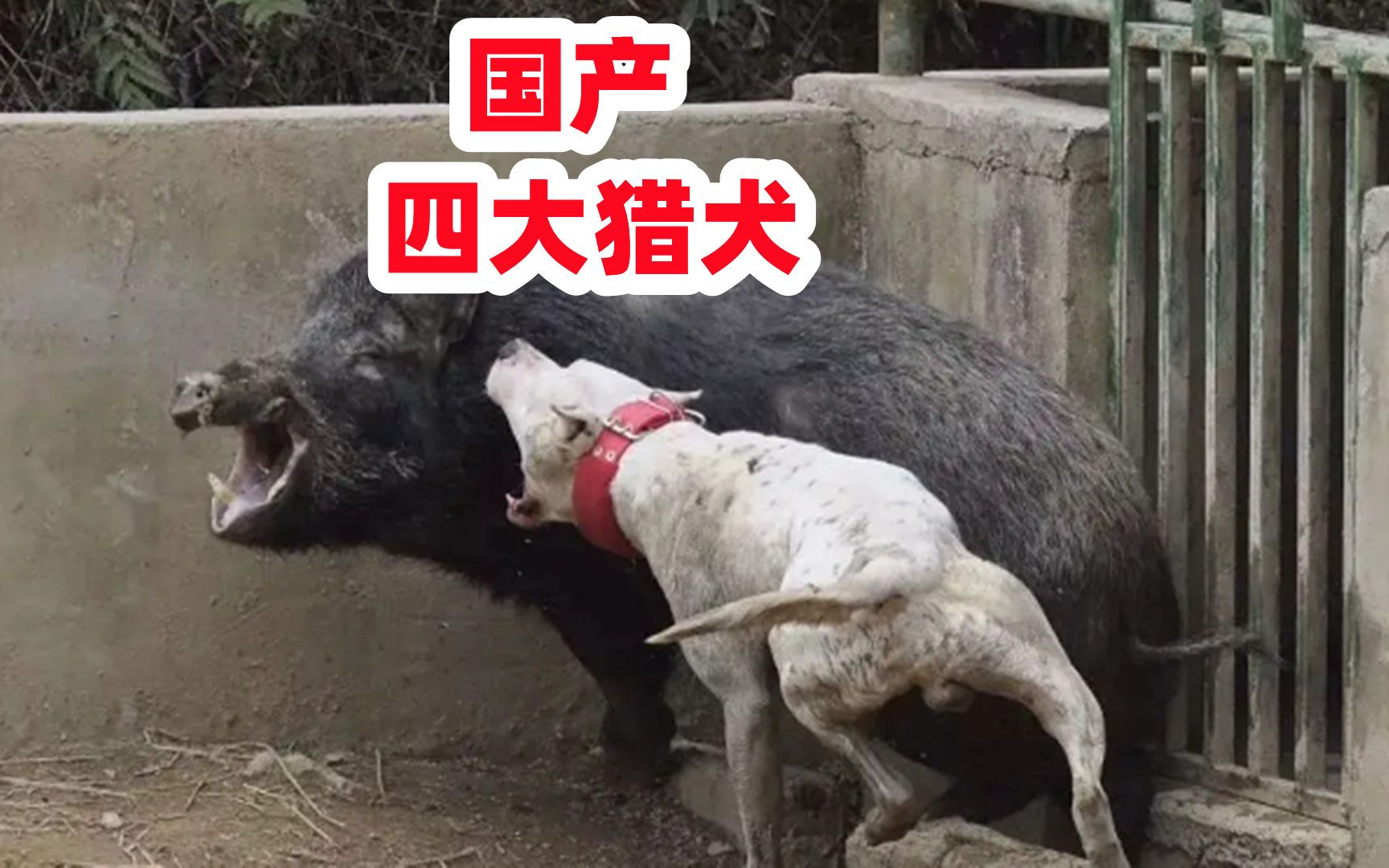 湖北箭毛猎犬图片