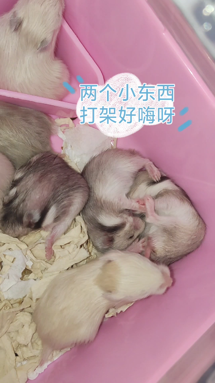 金丝熊宝宝打架#金丝熊