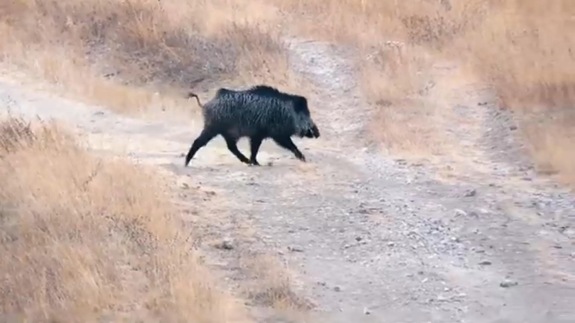 100大致命一击,最佳野猪狩猎合辑 - 特别系列 - 5