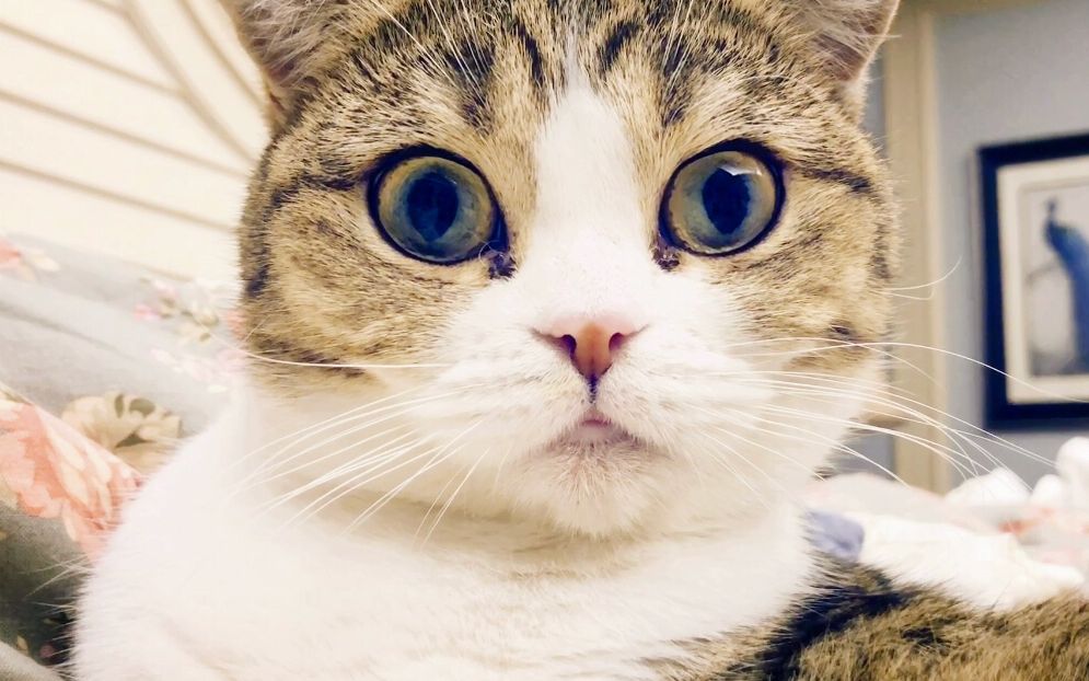 大眼萌猫美出天际,真是360度无死角啊无死角!