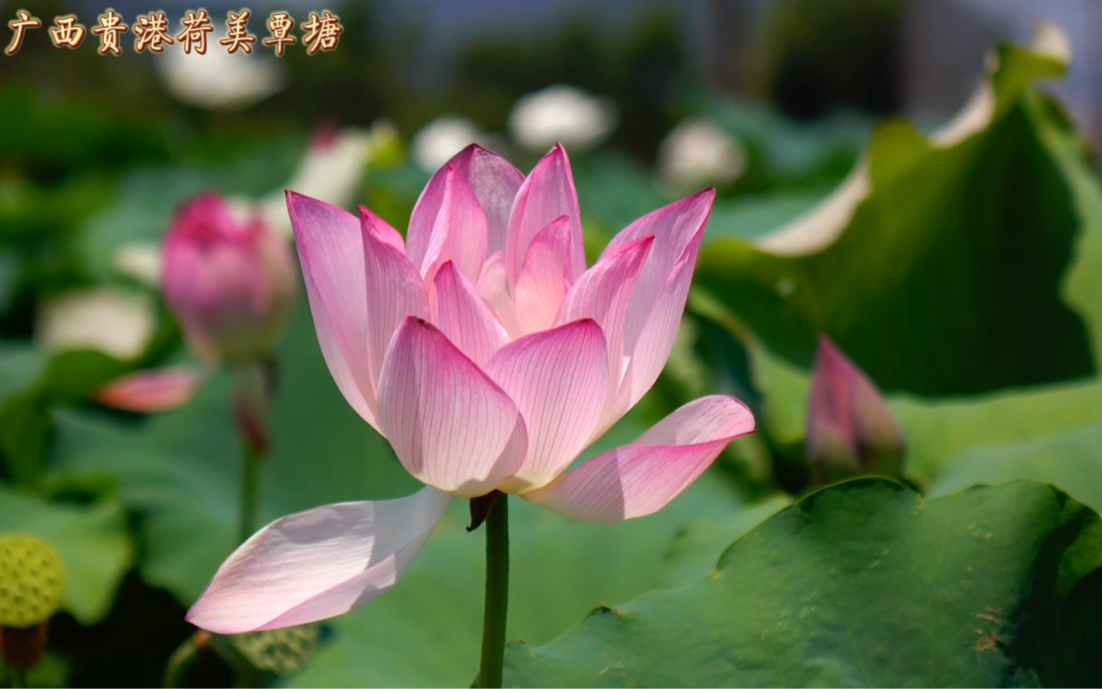 壮美广西之荷城贵港市覃塘区荷美覃塘景区荷花欣赏.