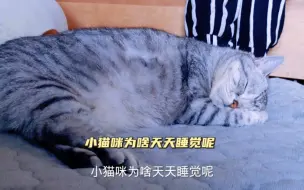 Download Video: 小猫咪为啥这么爱睡觉呢？