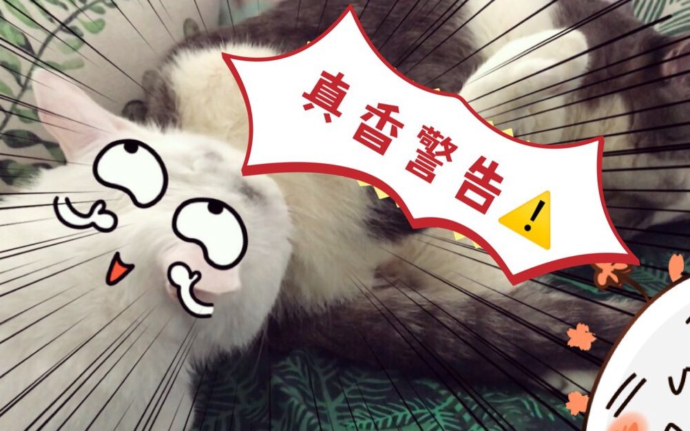 肥猫日常野性的屁屁の真香警告