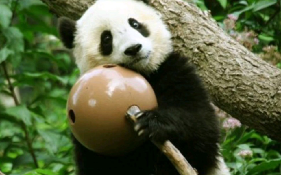 旅美大熊猫乐乐去世 中美将联合调查死因