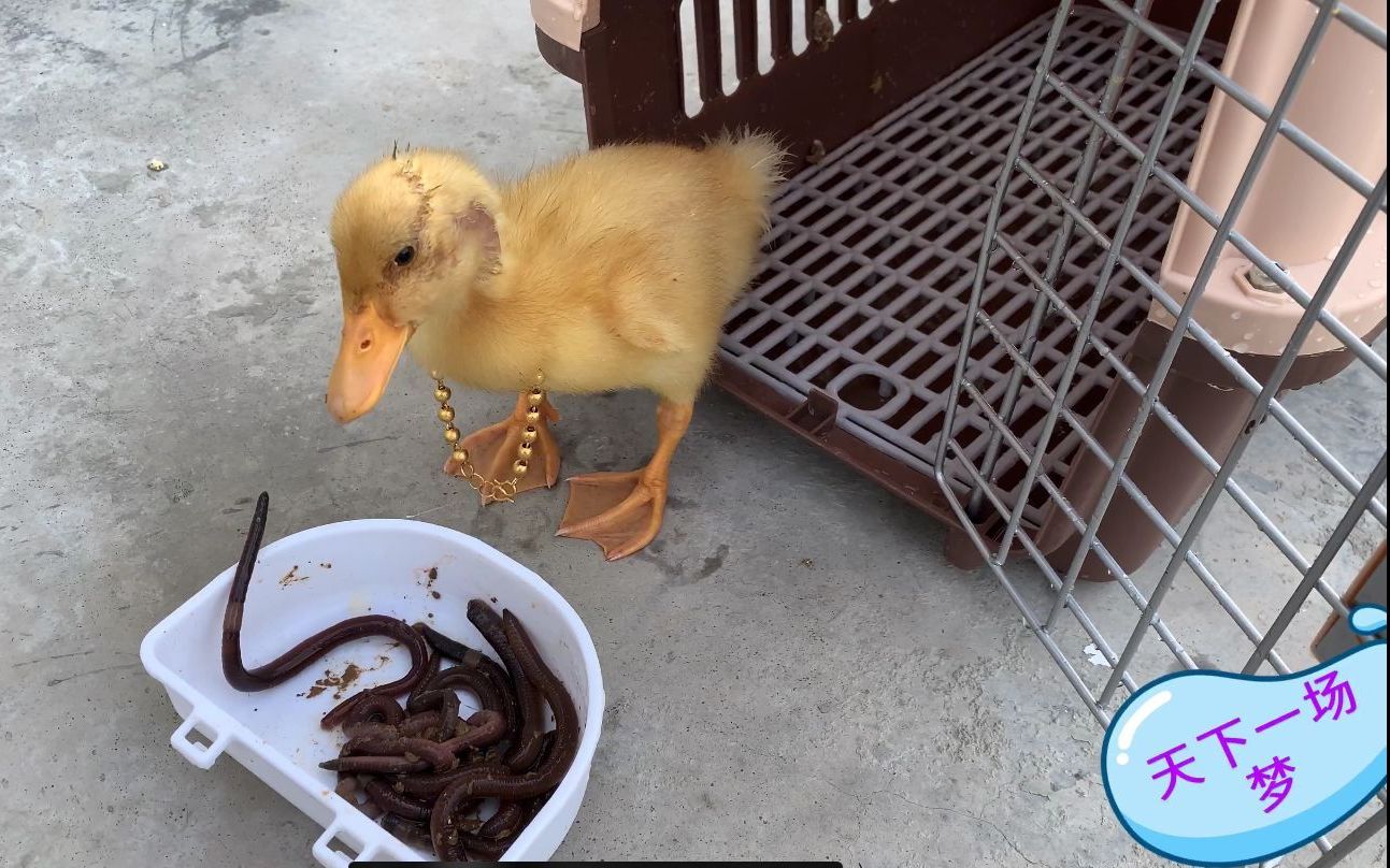 都说鸭子爱吃蚯蚓,难道我这个鸭子品种不纯?要不要煲汤?