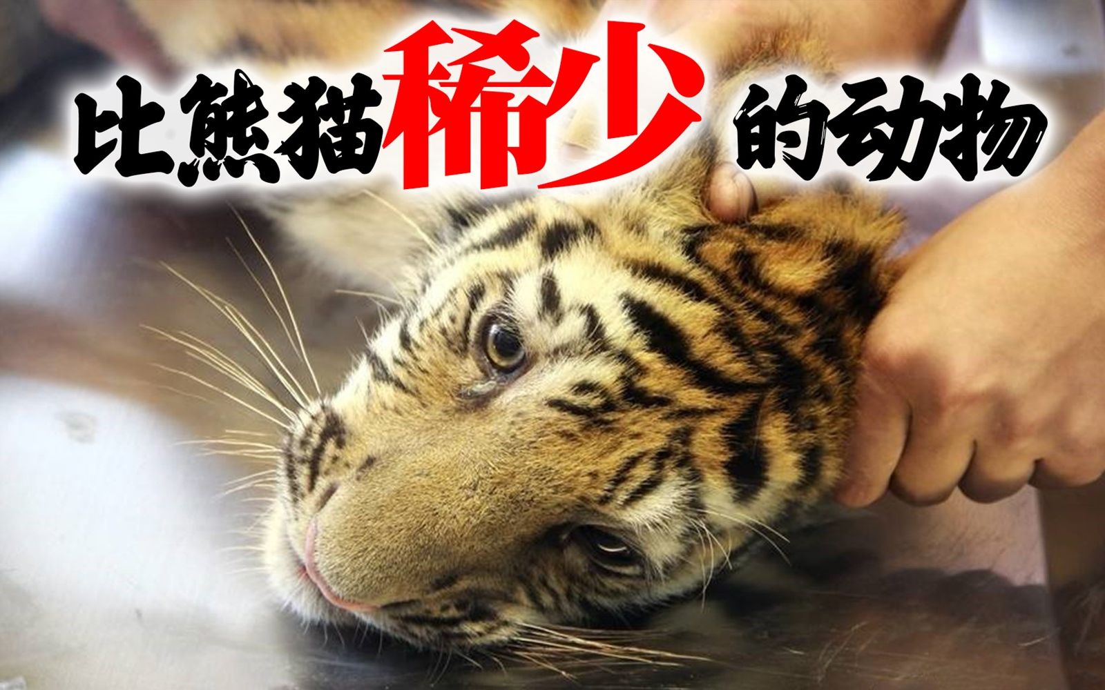 [图]比大熊猫还濒危的动物！最后一种可能已经灭绝！