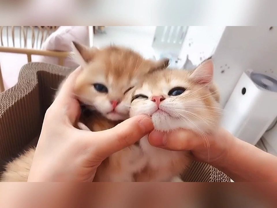 萌萌的小奶猫cutecatsbabyfunnyvideocollection