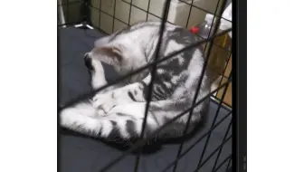 2020_9小猫竟然嗦自己的