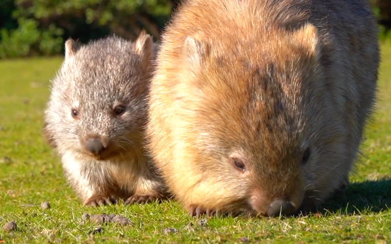 袋熊宝宝又憨又可爱
