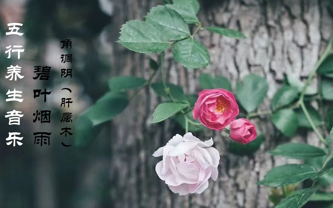 [图]五行养生音乐 碧叶烟雨-角调阴（肝属木）