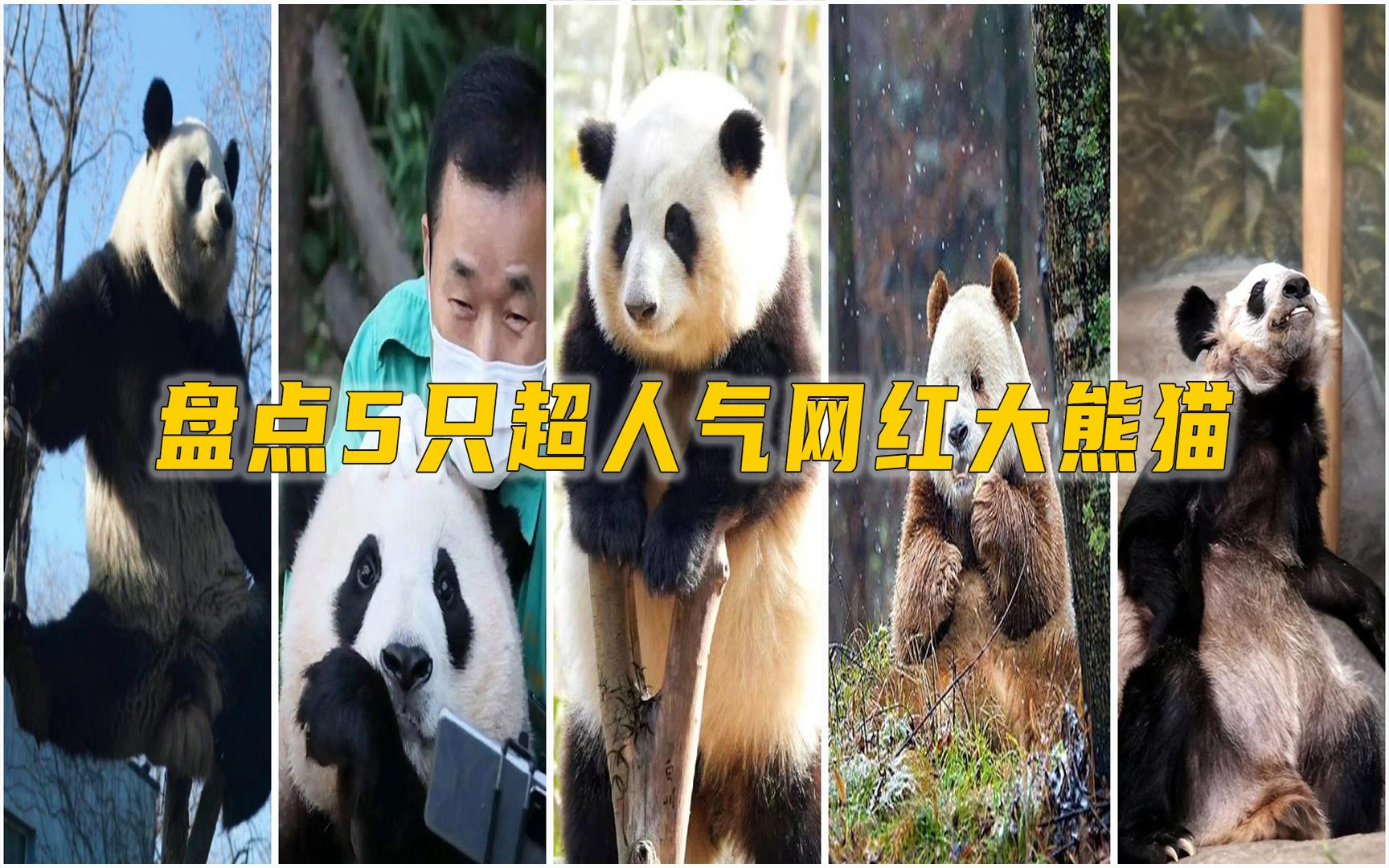 人气最高的几只网红大熊猫,丫丫真让人心疼!哔哩哔哩bilibili