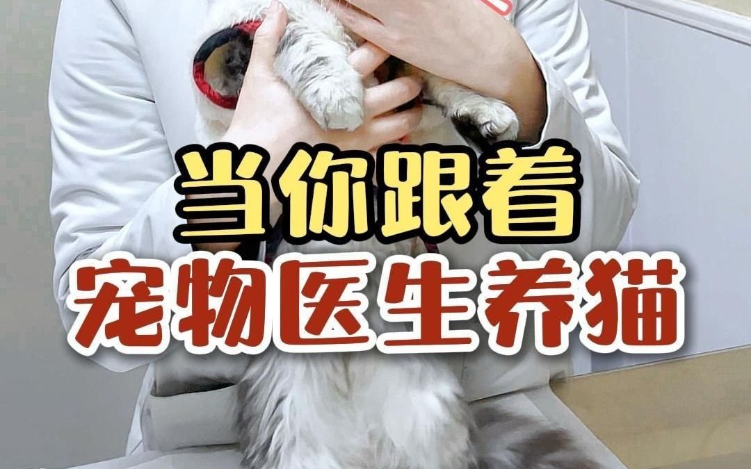 跟着宠医养猫,帮你省下一大笔哔哩哔哩bilibili