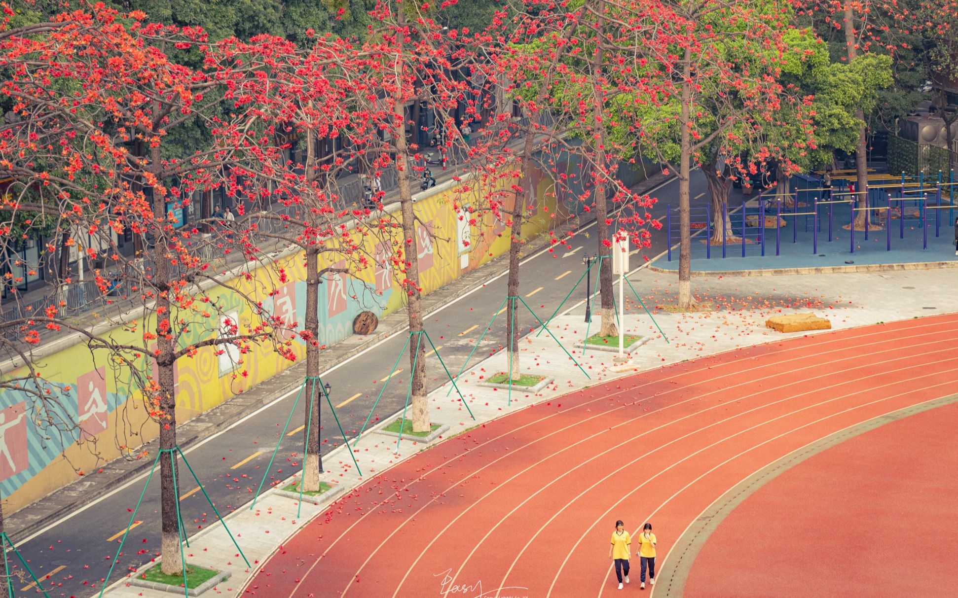 春日,木棉,校园,跑道,青春