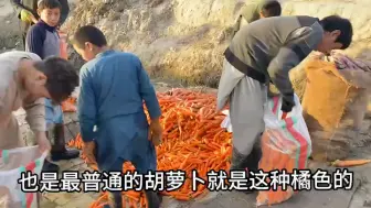 阿富汗胡萝卜产品收获四处走访蹭吃