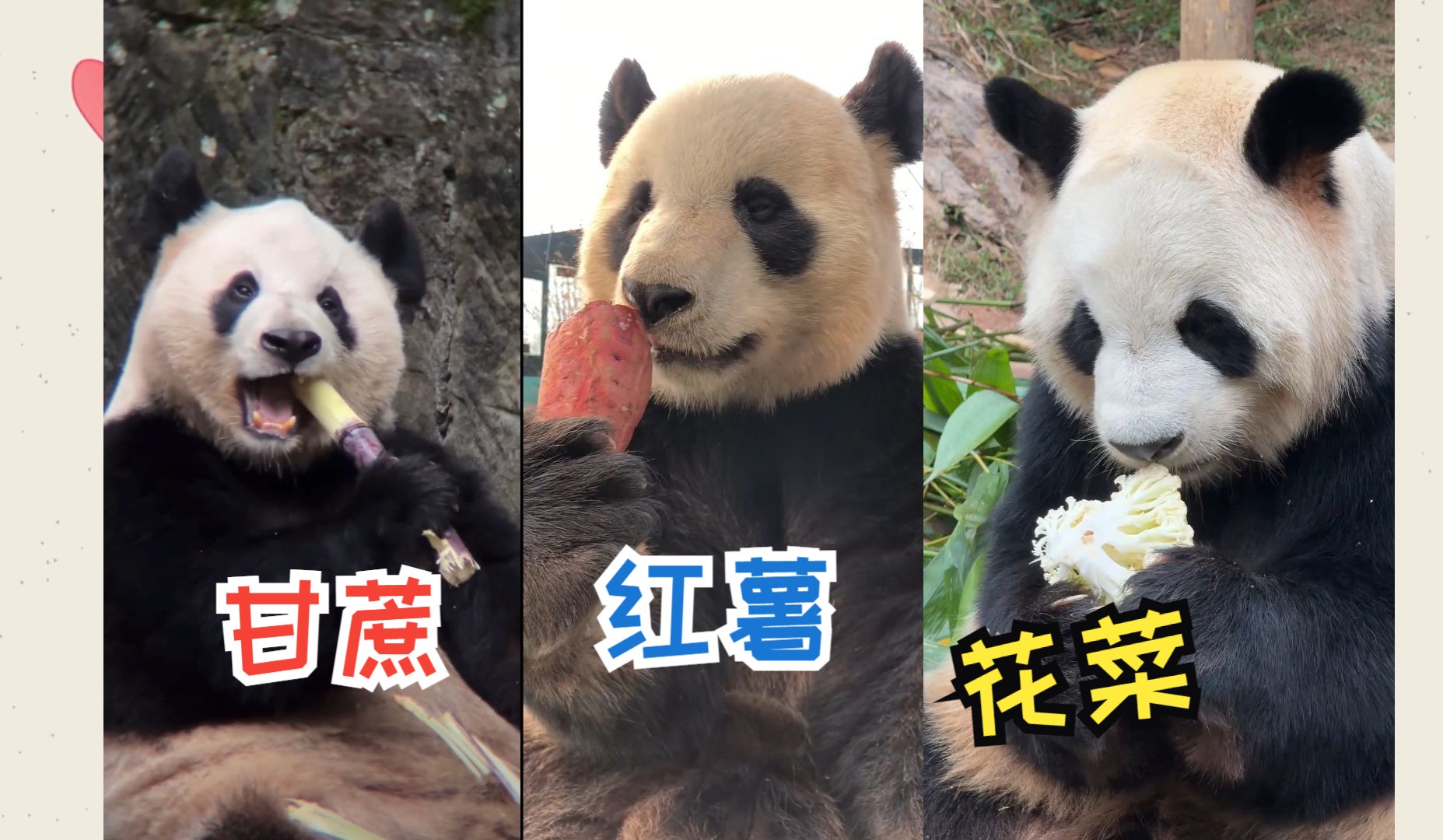 大熊猫吃甘蔗,红薯,花菜,饭后甜点来点不一样的
