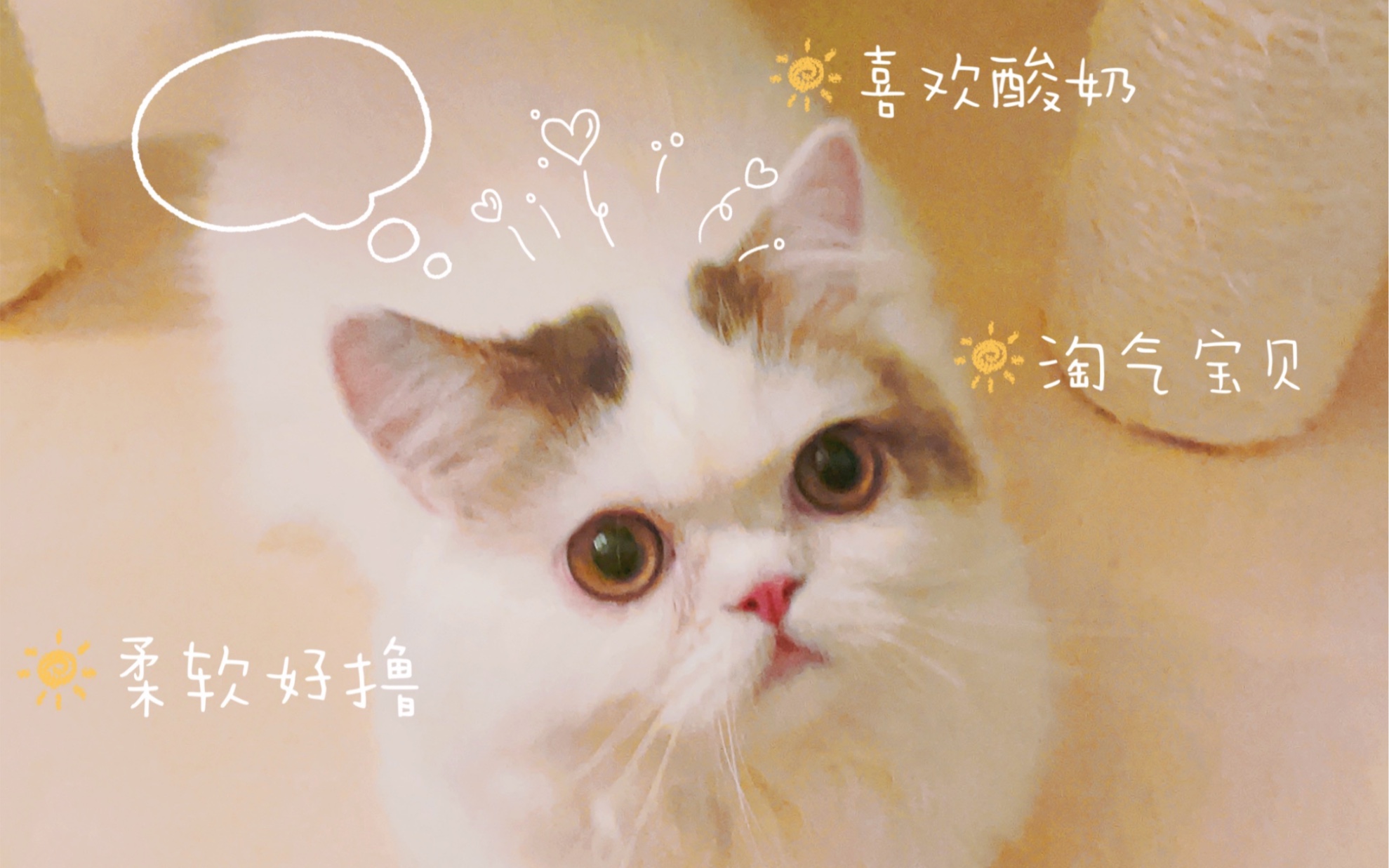 馋馋猫想吃酸奶的表情哔哩哔哩bilibili