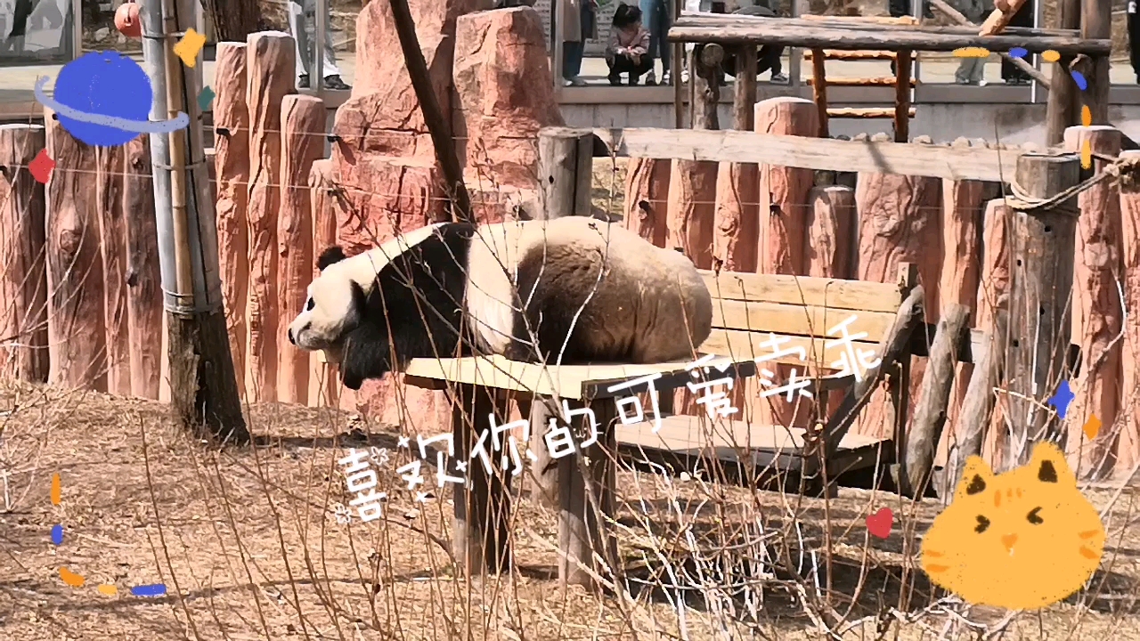 "走!去旅行"之长春东北虎园看大熊猫