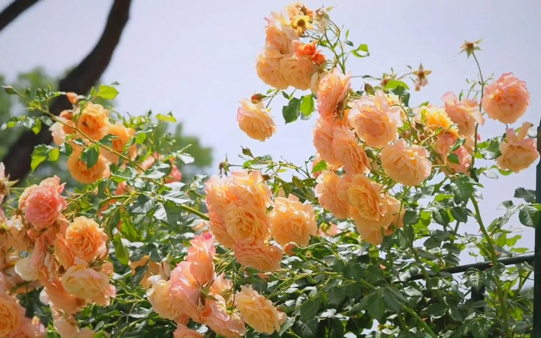 "花萱并茂 朝朝暮暮"