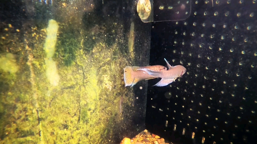 黑叉斗鱼肇庆vs新会