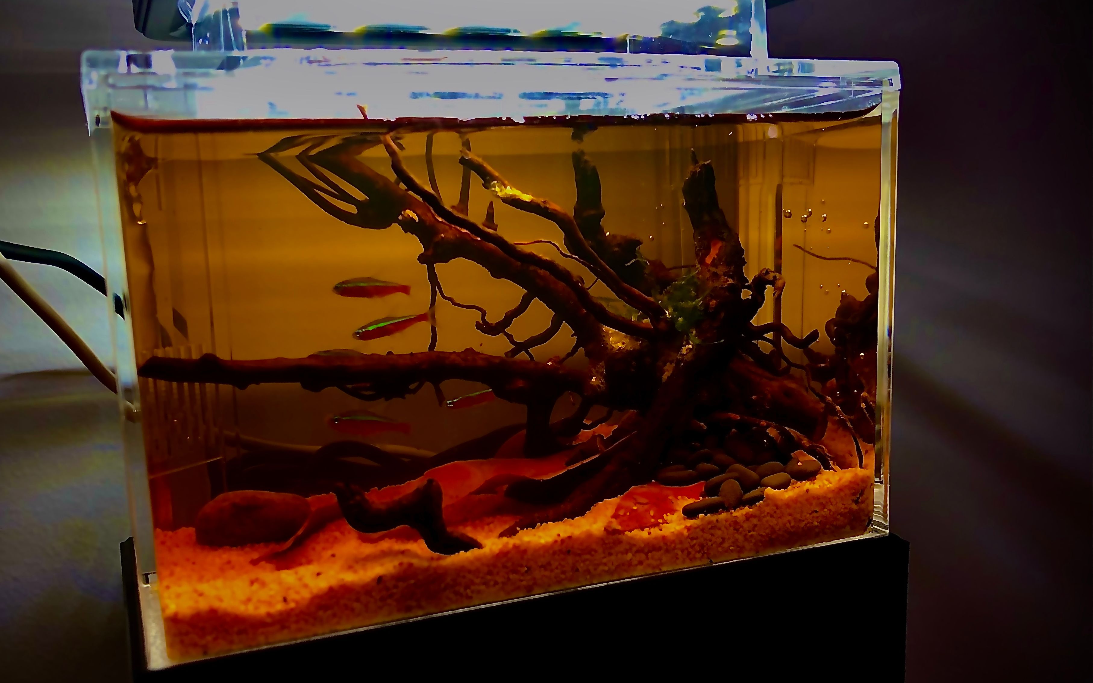 【生态缸】南美风超级小缸,伪黑水缸,简简单单就能搞定