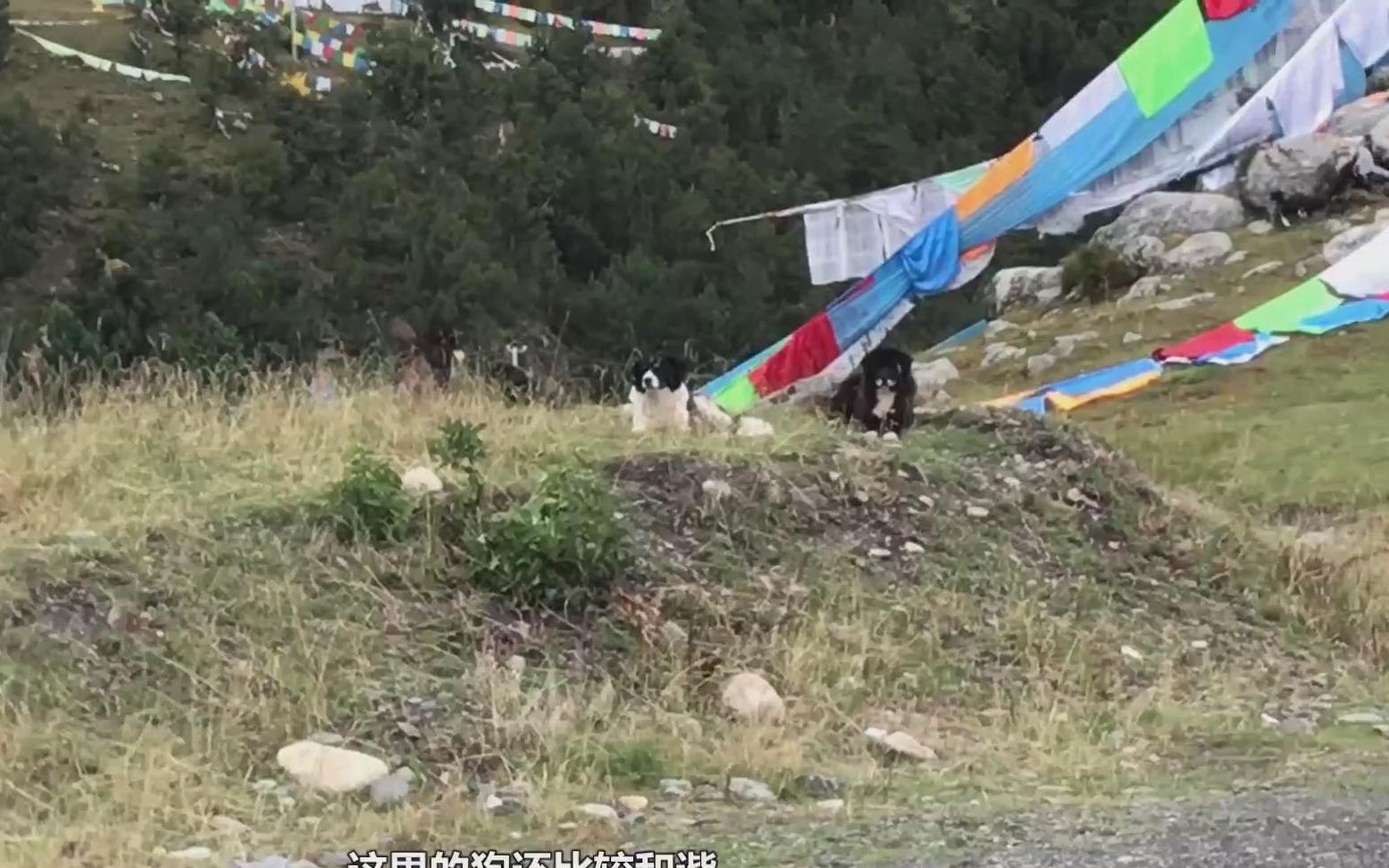 进入那曲地区,萨普神山我来了,遍地的野狗,真的有点吓人啊.西藏深度游,第二季(21集)哔哩哔哩bilibili