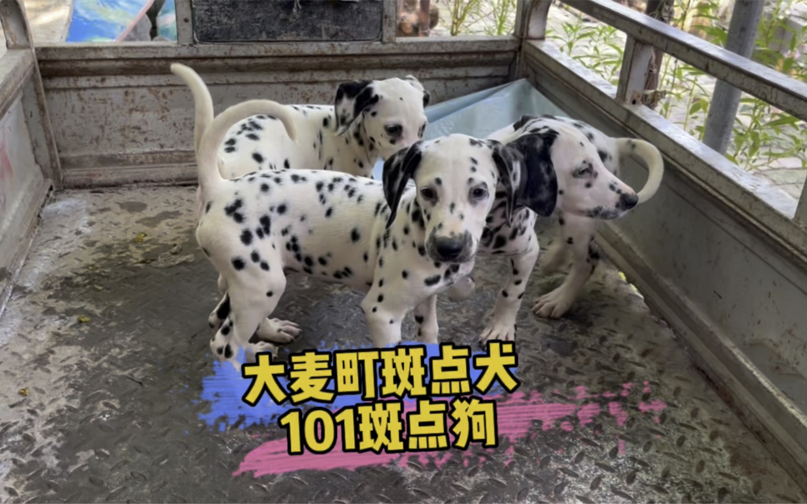 大麦町又称斑点犬,现在已经少有了.哔哩哔哩bilibili