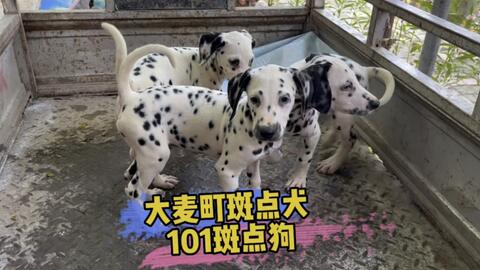 大麦町又称斑点犬 现在已经少有了 哔哩哔哩