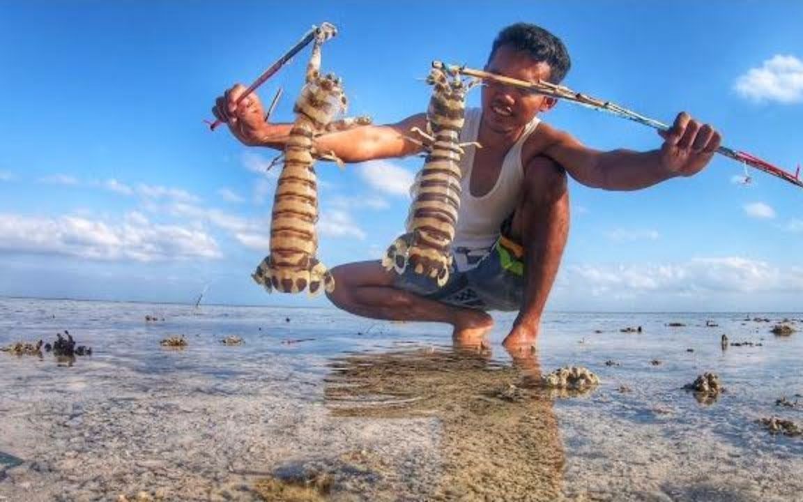 东南亚抓斑马皮皮虾个头巨大全身斑马花纹一斤最少三百多很贵